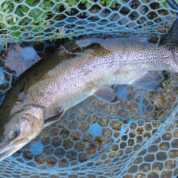 平日はミノーイングが楽しい！ ～フィッシングパーク高島の泉～